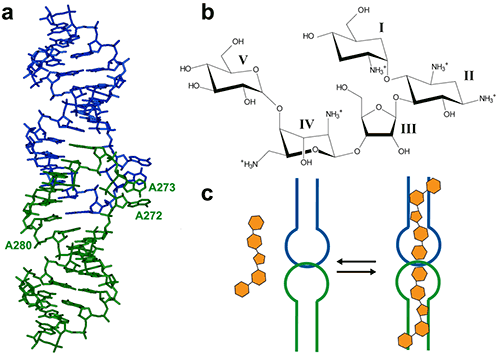 The two RNA stem-loops are shown in green and blue