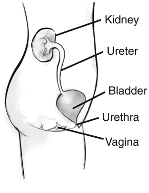 Side view diagram of the female urinary tract. Labels point to the
