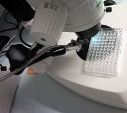 X-taLight 100 - Microscope UV from Molecular Dimensions