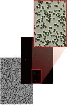 Counting human peripheral blood with Luna-FL and the AO/PI kit.
