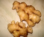 Pungent compound contained in ginger ensures fresh breath