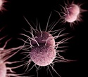Disparities identified in treatment of chlamydia and gonorrhea in primary care