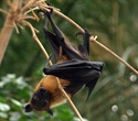Bat-borne virus linked to unexplained illnesses in Bangladesh