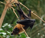 Bat-borne virus linked to unexplained illnesses in Bangladesh