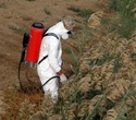 Pesticide exposure during pregnancy linked to higher death risk in children with leukemia