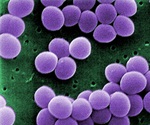 Higher doses of antibiotics are needed to eliminate infection in a polymicrobial environment
