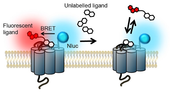 The NanoBRETTM binding assay principle