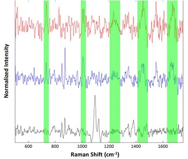 Representative spectra collected from the suspended lysozyme sample: Cellulose particle (black), lysozyme aggregates (blue and red). Regions associated with common Raman features for proteinaceous materials are highlighted in green