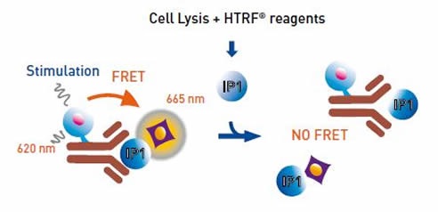 IP-One HTRF® Assay Principle