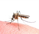 Global climate warming fuels rising dengue burden across Asia and the Americas