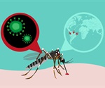 Study reveals distinct infection strategies of Zika and dengue viruses
