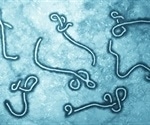 Discovery may lead to effective research and better treatments for  Ebola, other viral diseases