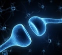 Scientists discover rapid synapse adaptation in neuronal communication