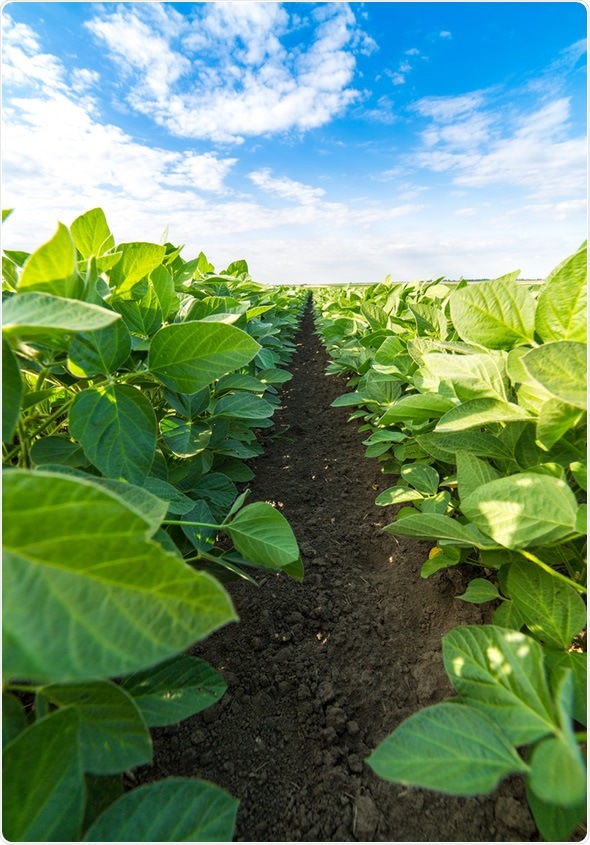 Green soybean plants close-up