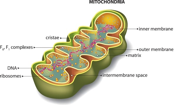 What are Mitochondria?