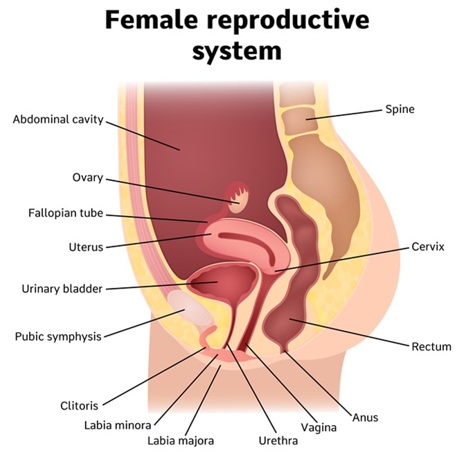 Female internal genital organs sectional, structure of the female reproductive system. Image Credit: Marochkina Anastasiia / Shutterstock