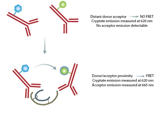 Principle of the HTRF insulin assay. In the absence of insulin, no FRET is occurring and only the donor will give a signal. The binding of both antibodies to insulin results in physical proximity, FRET occurs and acceptor emission can be detected. Ratiometric measurements reduce well to well variation.
