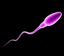 Study uncovers key protein complex controlling sperm motility and male fertility