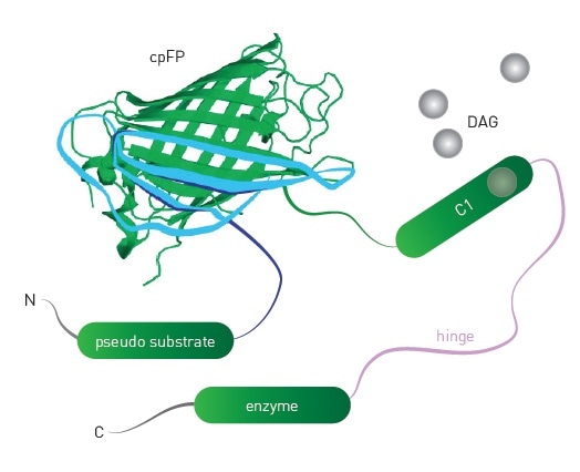 Schematic of DAG sensor. Upon binding DAG, the sensor undergoes conformational changes that lead to changes in fluorescence intensity of the engineered sensor.