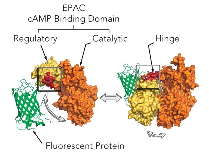 Mechanism of cAMP assay.