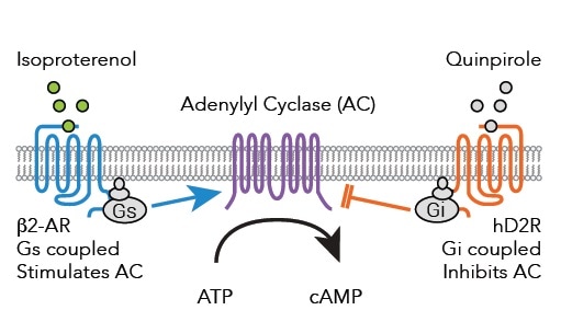 Signaling pathways from Gs and Gi coupled receptors to adenylyl cyclase after binding of either Isoproterenol or Quinpirole.
