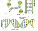 Structure of DNA