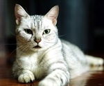 New therapy for treating cat allergies looks promising