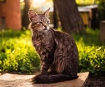 Cells that might be able to suppres cat allergies