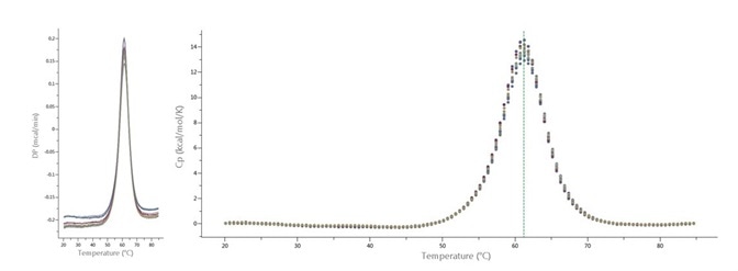 Sixteen thermograms of ribonuclease A (60 μM, or 0.88 mg/mL) analyzed with MicroCal PEAQ-DSC Automated system. DSC temperature range was 15-85 °C, at 200 °C/h scan rate. DSC cells were cleaned with