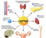 Leptin Mutations