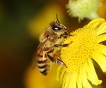 Study reveals anti-arthritic effects of bee venom