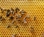 Researchers achieve a promising breakthrough in bee insemination