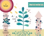 What is Photosynthesis?