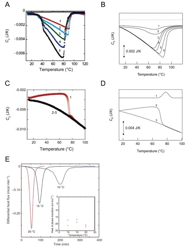 DSC scans for monitoring heat responses of amyloid fibrillation, amyloid fibrils, and conversion of aggregation states. Pane A: DSC thermograms of β2-m amyloid formation at various scan rates (20 °C h-1 (curve 1), 30 °C h-1 (curve 2), 50 °C h-1 (curve 3), 70 °C h-1 (curve 4), and 90 °C h-1 (curve 6)) with 0.2 mg mL-1 acidic-denatured β2-m and 0.5 mg mL-1 β2-m seed fibrils. The upper flat black curve indicates second heating after first heating to 120 °C [29]. Pane B: Schematic illustration of DSC traces of the heating of β2-m or Aβ(1-40) amyloid fibrils at varying protein concentrations. Increases in the concentration of β2-m or Aβ(1-40) are shown with numbering from 1 to 6 (see Figures 1A (β2-m) and 6A (Aβ(1-40)) of Sasahara et al. [28] for more details). Pane C: DSC thermograms of β2-m protofibrils formed at 0.5 M NaCl at a scan rate of 60 °C h-1[31]. Pane D: DSC thermograms of HEWL amorphous aggregates were depicted (see Figure 5A of Sasahara et al. [32] for more details). Curve 1 indicates the Cp curve of native HEWL. The number in curves 2 and 3 indicates the order of DSC heat scans. (E) Heat flow of the transition from spherical to tubular aggregates of diphenylalanine at the desired temperature [37].