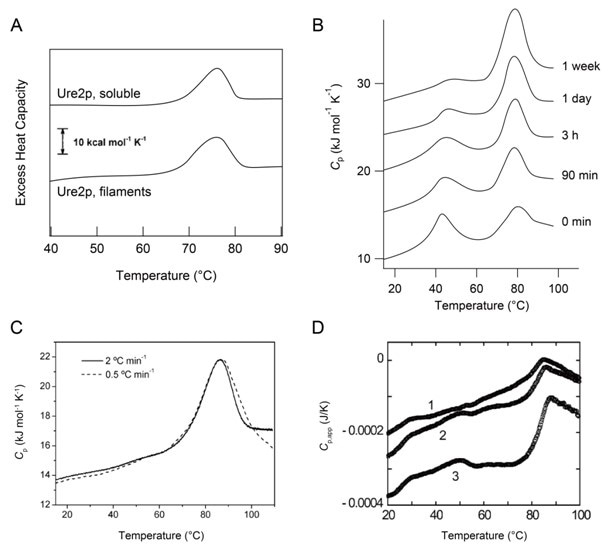 DSC scans showing the melting of protein aggregates. Pane A: DSC thermograms of soluble and aggregated Ure2p in 20 mM sodium phosphate buffer (pH 7.6) containing 100 mM NaCl. Samples were heated at 120 °C h-1[38]. Pane B: DSC curves of the N47A variant of the SH3 domain at 8.3 mg mL-1 in 100 mM glycine buffer (pH 3.2) containing 100 mM NaCl. Pre-incubation times are shown. Transition peaks at higher temperatures resulted from the melting of N47A amyloid fibrils [39]. Pane C: Cp curves of the amyloid fibrils of N47A at 5.5 mg mL-1 prepared in 100 mM glycine buffer for 1 month with distinct scan rates [40]. Pane D: Melting of β2-m protofibrils formed at 0.5 M NaCl scanned at 60 °C h-1[29]. β2-m concentrations were 0.2 mg mL-1 (curve 1), 0.3 mg mL-1 (curve 2), and 0.5 mg mL-1 (curve 3). It should be noted that Figure 5A and B were reproduced based on original papers [38,39].