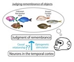 Researchers explore causal link between perirhinal neurons and mnemonic judgment of objects