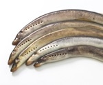 Lamprey genes provide clues to repair spinal cord damage, finds study
