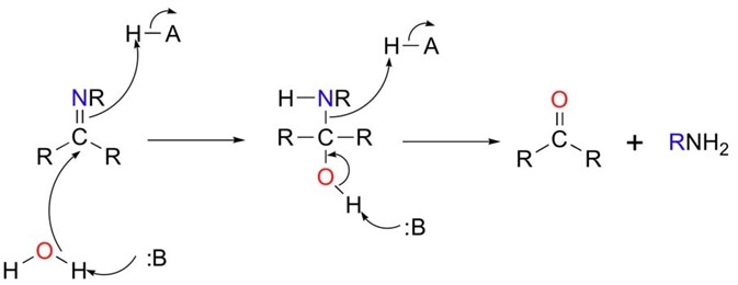 Figure 3 Imines can be hydrolysed (split with water) to give the starting aldehyde (or ketone) and amine. Note that the reaction is acid assisted.