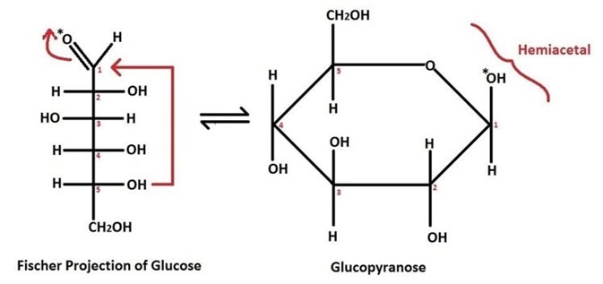 Figure 1 Example of a cyclisation reaction with D-glucose. When an aldose cyclizes, the hydroxyl group on C5 undergoes an intramolecular reaction with the C1 carbonyl group of the aldehyde. The product formed is a hemiacetal. Note the two-dimensional representation of the sugar D-glucose on the left-hand side is called a Fischer Projection, the resultant 3D representation of the hemiacetal is called a Haworth Projection.