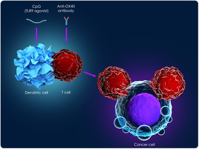 3d illustration of cancer immunotherapy using CpG combined with anti-OX40 antibody. Image Credit: Meletios Verras / Shutterstock