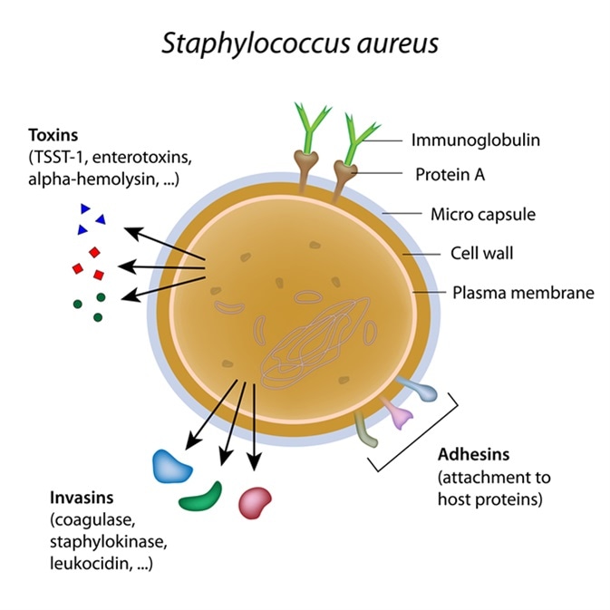Staphylococcus aureus bacterium. Image Credit: Alila Medical Media / Shutterstock