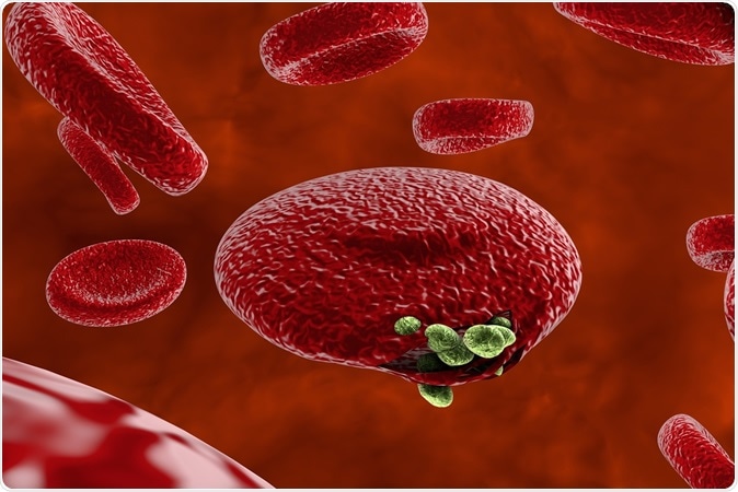 Malaria. Release of malaria parasites from red blood cell. Image Credit: Kateryna Kon / Shutterstock