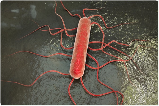 3D illustration of bacterium Listeria monocytogenes. Image Credit: Kateryna Kon / Shutterstock
