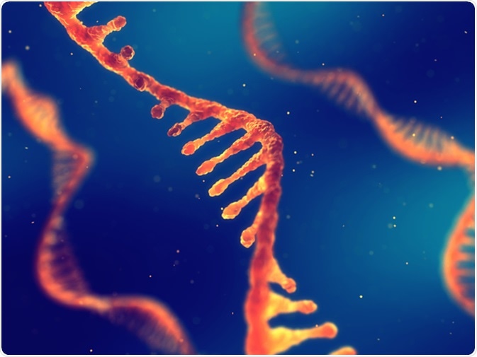 Single strand ribonucleic acid, RNA research 3d illustration. Image Credit: nobeastsofierce / Shutterstock