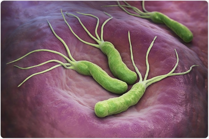 Helicobacter Pylori is a Gram-negative, microaerophilic bacterium found in the stomach. Image Credit: Tatiana Shepeleva