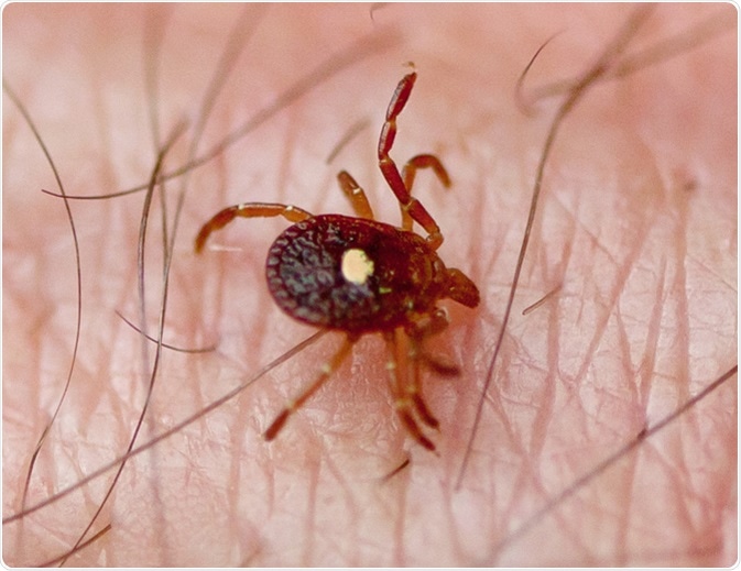 Lone Star Tick (Amblyomma americanum). Image Credit: Melinda Fawver / Shutterstock