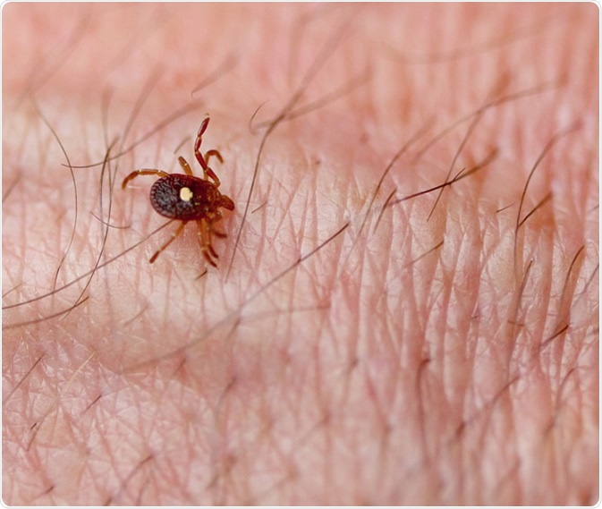 Lone Star Tick (Amblyomma americanum). Image Credit: Melinda Fawver / Shutterstock