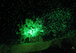 Underwater Fluorescence Video of an Anemone Spawning, Bonaire