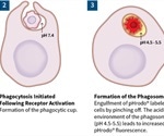 Real-Time, Automated Cellular Phagocytosis and Efferocytosis Assays Inside a Cell Culture Incubator