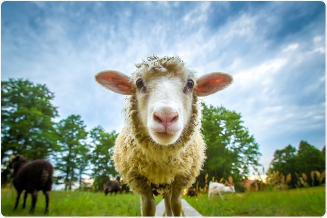 Image Credit: FOTOGRIN / Shutterstock